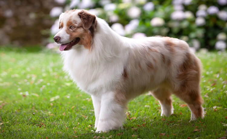 Australian Shepherd